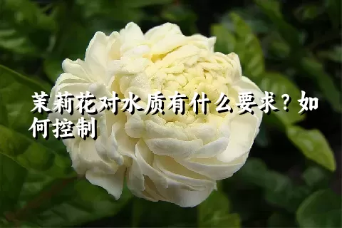 茉莉花对水质有什么要求？如何控制