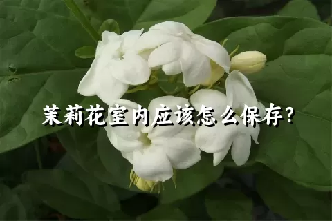 茉莉花室内应该怎么保存？