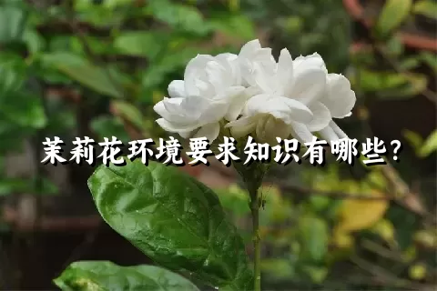 茉莉花环境要求知识有哪些？