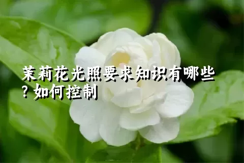 茉莉花光照要求知识有哪些？如何控制