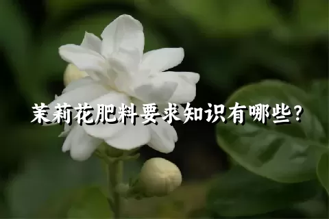 茉莉花肥料要求知识有哪些？