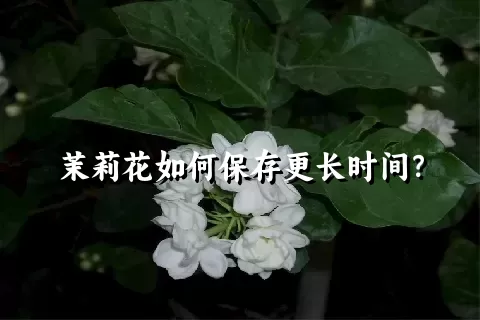 茉莉花如何保存更长时间？