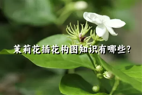 茉莉花插花构图知识有哪些？