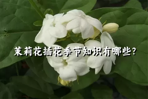 茉莉花插花季节知识有哪些？