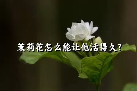 茉莉花怎么能让他活得久？