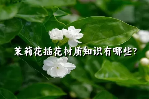 茉莉花插花材质知识有哪些？