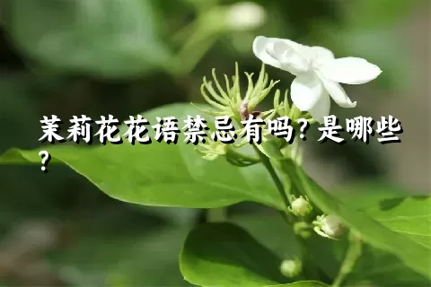 茉莉花花语禁忌有吗？是哪些？