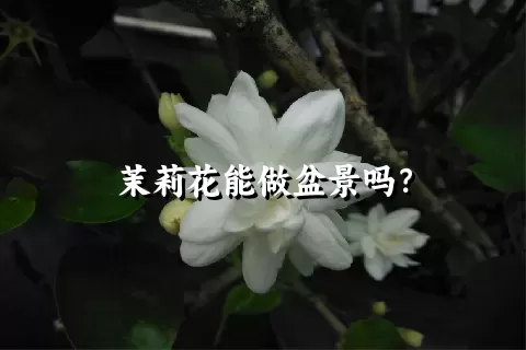 茉莉花能做盆景吗？