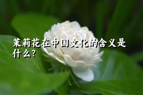 茉莉花在中国文化的含义是什么？