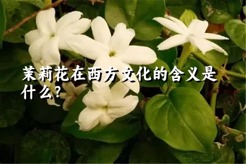 茉莉花在西方文化的含义是什么？