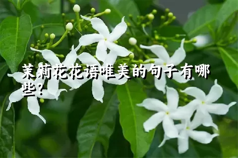 茉莉花花语唯美的句子有哪些？