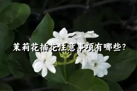 茉莉花插花注意事项有哪些？