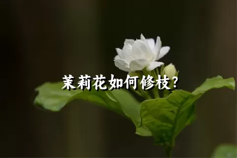 茉莉花如何修枝？