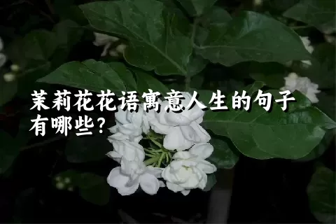 茉莉花花语寓意人生的句子有哪些？