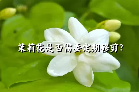 茉莉花是否需要定期修剪？