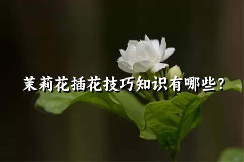 茉莉花插花技巧知识有哪些？