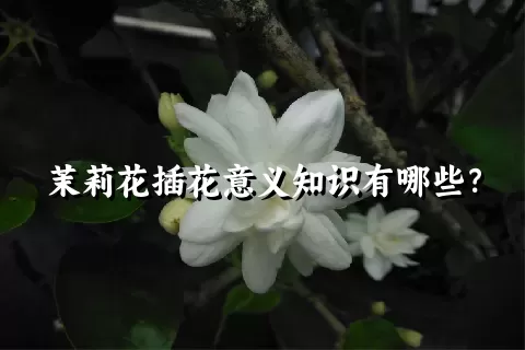 茉莉花插花意义知识有哪些？