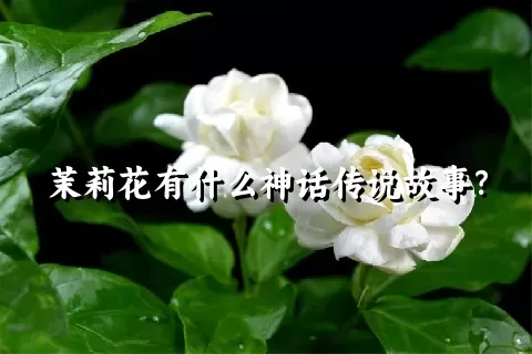 茉莉花有什么神话传说故事？