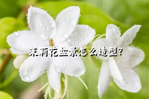 茉莉花盆景怎么造型？