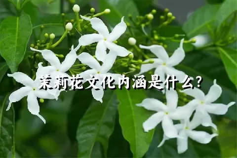 茉莉花文化内涵是什么？