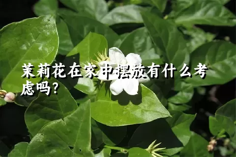 茉莉花在家中摆放有什么考虑吗？