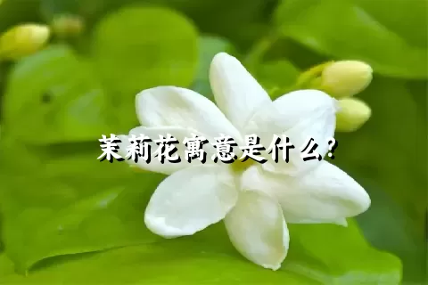 茉莉花寓意是什么？