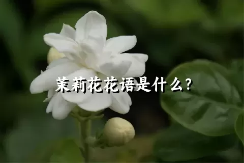 茉莉花花语是什么？