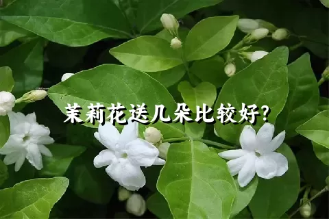 茉莉花送几朵比较好？