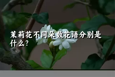 茉莉花不同朵数花语分别是什么？