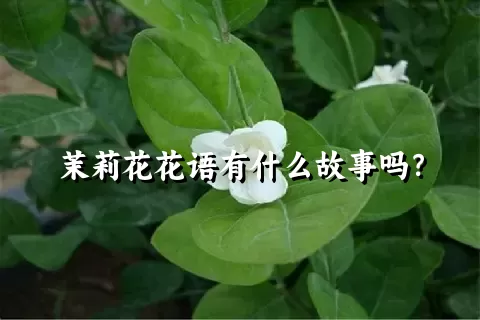 茉莉花花语有什么故事吗？