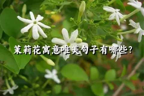 茉莉花寓意唯美句子有哪些？