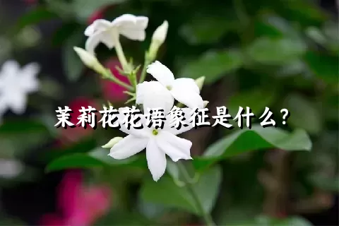 茉莉花花语象征是什么？