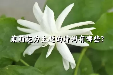 茉莉花为主题的诗词有哪些？