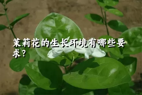 茉莉花的生长环境有哪些要求？