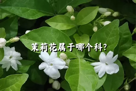 茉莉花属于哪个科？