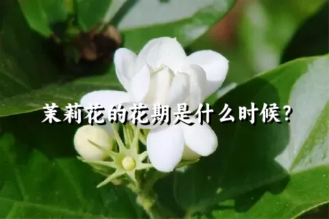 茉莉花的花期是什么时候？