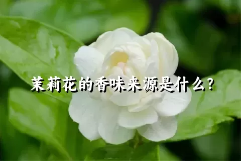 茉莉花的香味来源是什么？