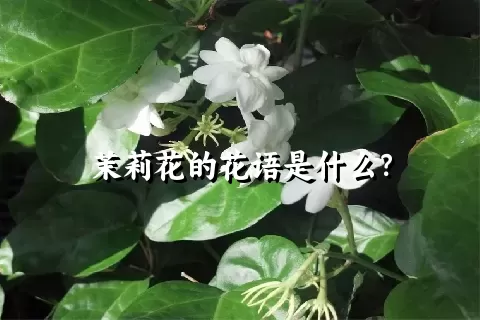 茉莉花的花语是什么？