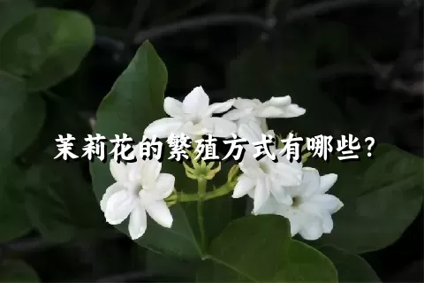 茉莉花的繁殖方式有哪些？