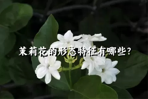 茉莉花的形态特征有哪些？