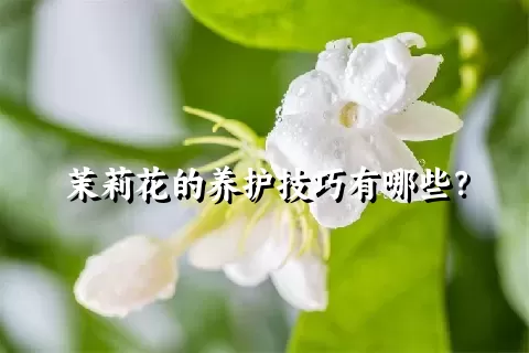 茉莉花的养护技巧有哪些？