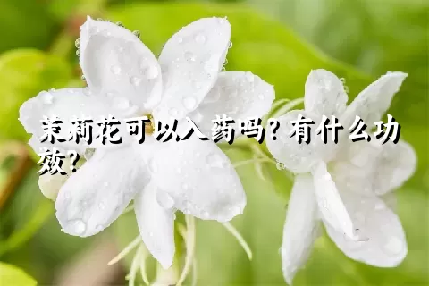 茉莉花可以入药吗？有什么功效？