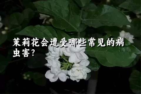 茉莉花会遭受哪些常见的病虫害？