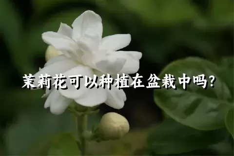 茉莉花可以种植在盆栽中吗？