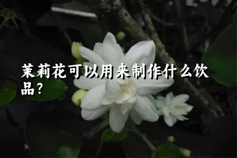 茉莉花可以用来制作什么饮品？