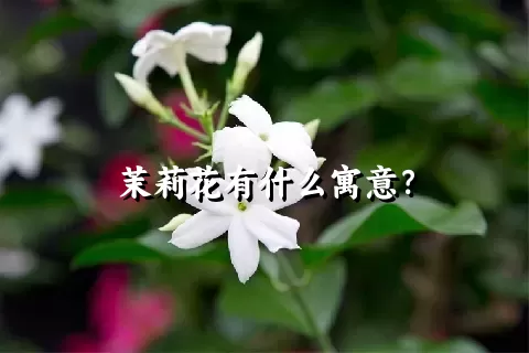 茉莉花有什么寓意？