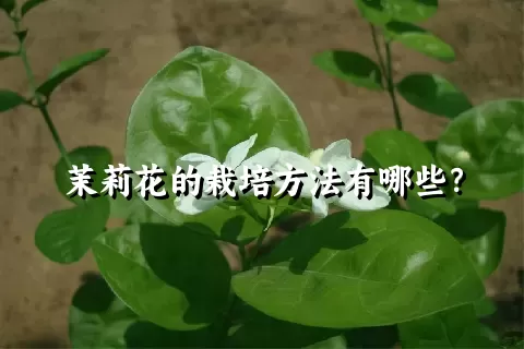 茉莉花的栽培方法有哪些？