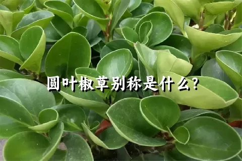 圆叶椒草别称是什么？