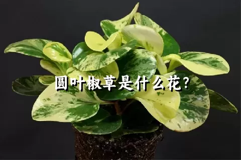 圆叶椒草是什么花？