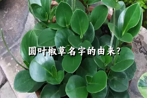 圆叶椒草名字的由来？